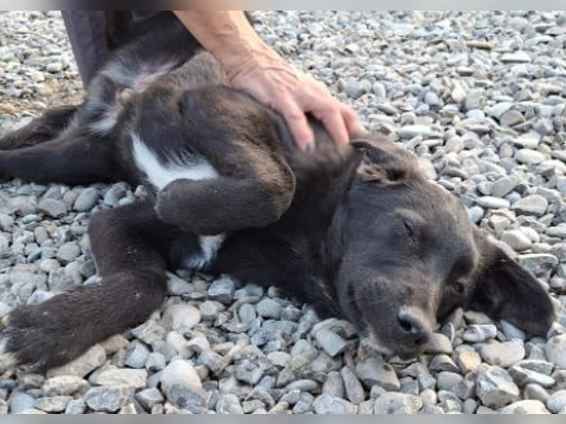 Smoothie - sanfter Bub sucht ruhiges Zuhause!
