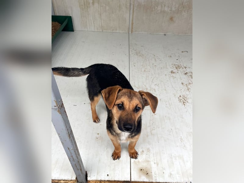 Luna - sanfte, zurückhaltende, junge Hündin sucht „ihre“ Menschen