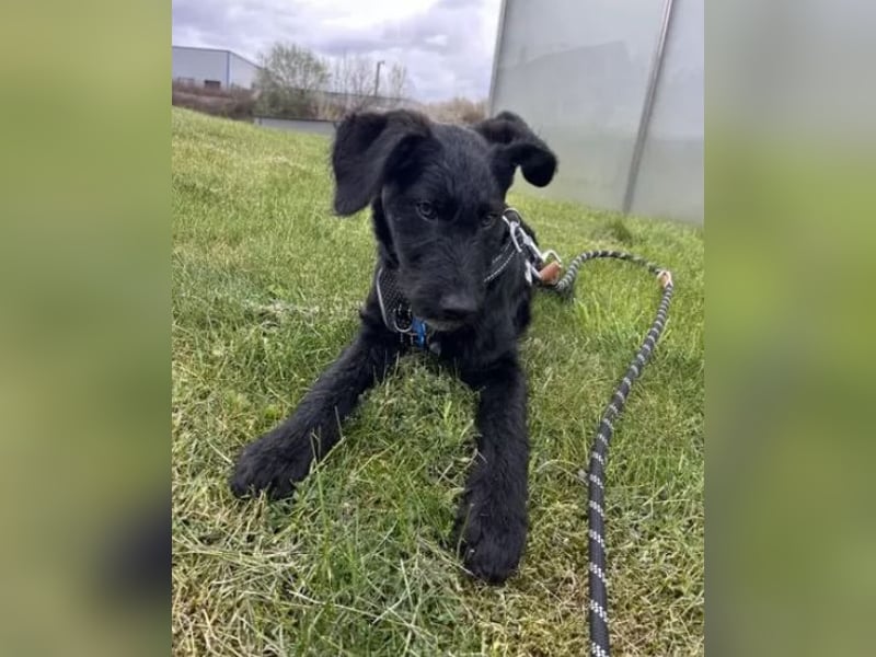 In Luxemburg: Welpe Mads verliert sein Zuhause