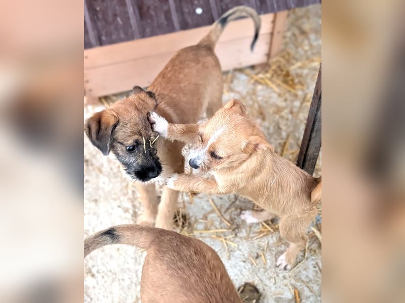 Molly - verspieltes, offenes Welpenmädchen