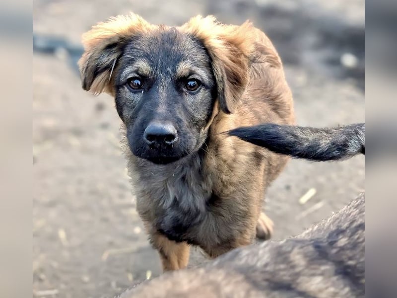 Ayla - fein und sensibel