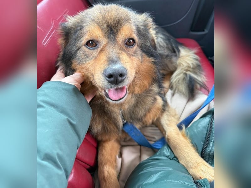 Brownie - lieber 3-jähriger Kettenhund sucht Körbchen!