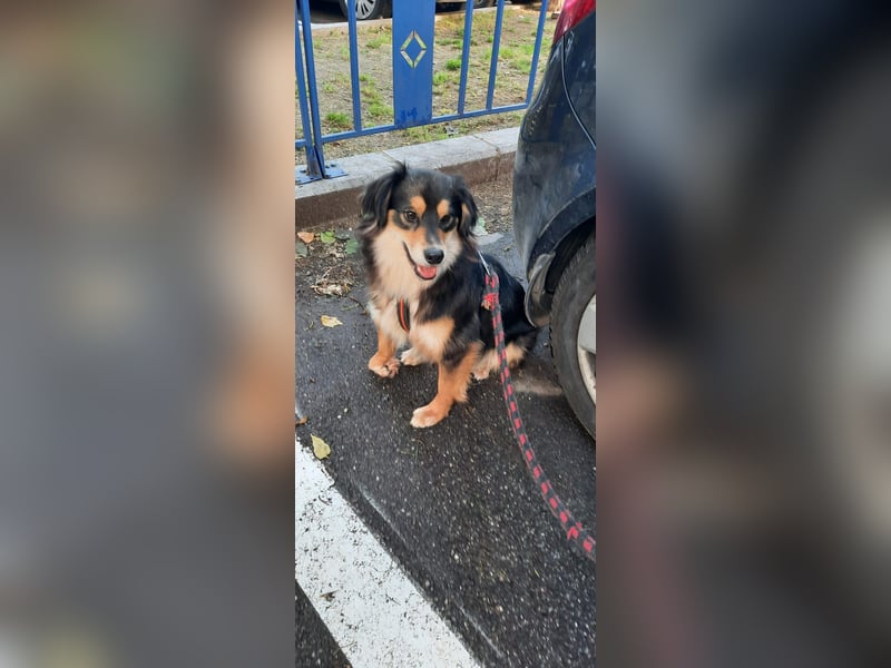 Feinfühliger Begleiter Marty mit großem Herzen