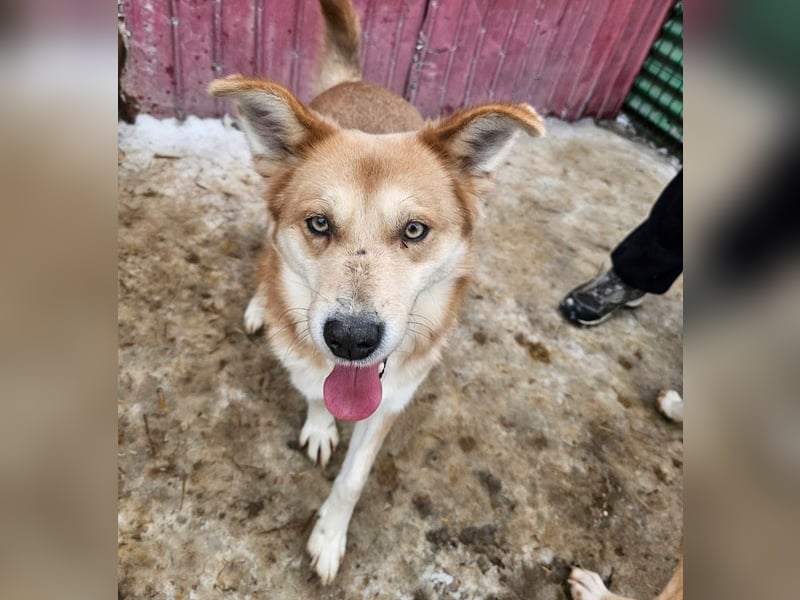 Schmusebacke Ruba - aus der Tötung gerettet