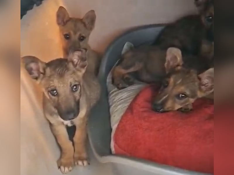 Welpenbub Floh wünscht sich eine Familie (D/CH/LUX)