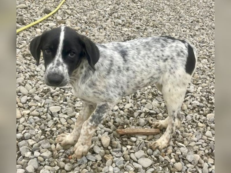 Sancho - tapferer Welpenbub