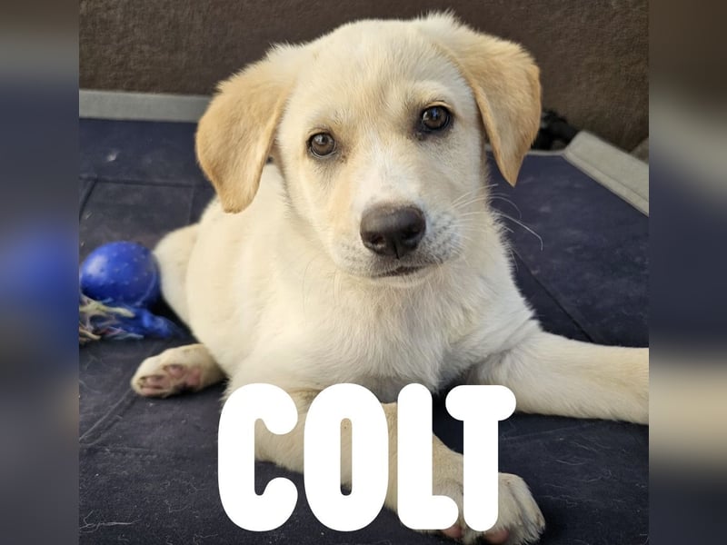 Welpe Colt - verspielt, freundlich, neugierig