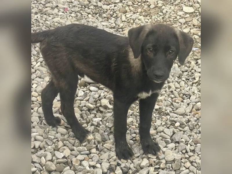 Smoothie - sanfter Bub sucht ruhiges Zuhause!