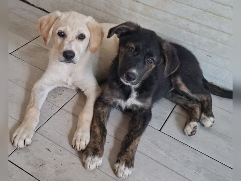 Welpe Colt - verspielt, freundlich, neugierig