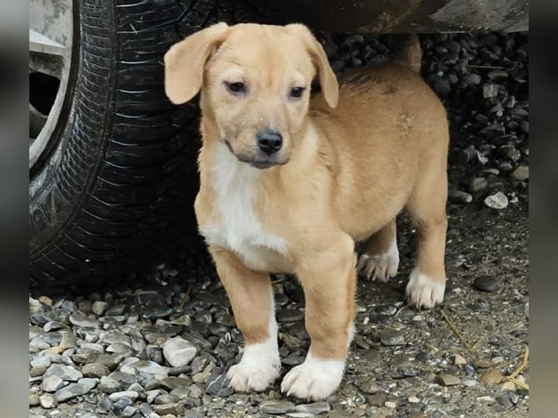 Welpenmädchen Minka sucht Zuhause (D/ LUX/ CH)