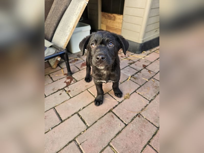 Welpe Tiny sucht seine Menschen (D/CH/LUX)