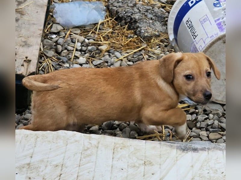 Welpenmädchen Minka sucht Zuhause (D/ LUX/ CH)