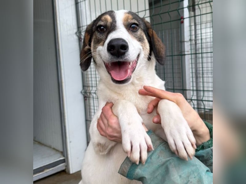 Jampa - lieber, freundlicher Bub!