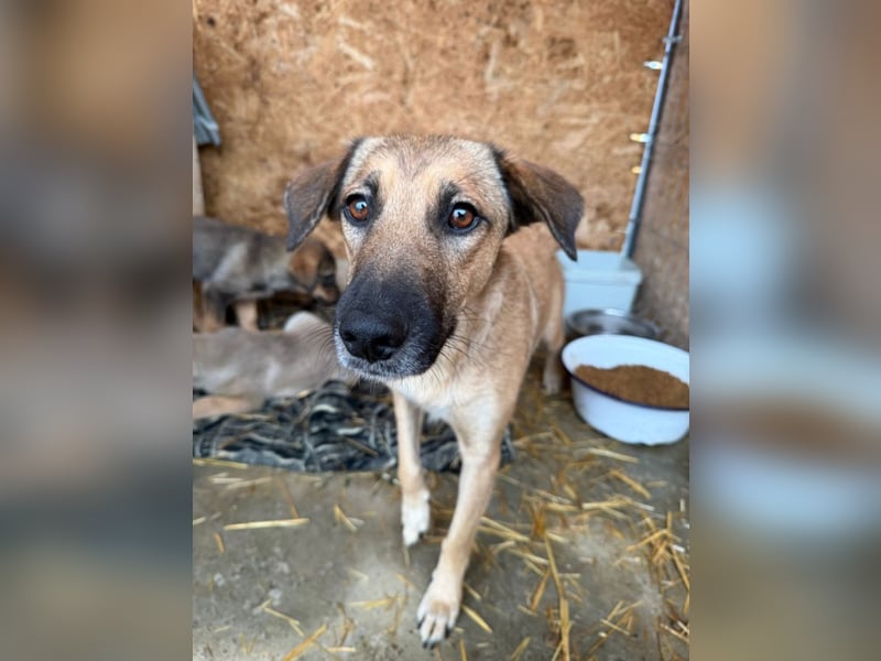 Frida - warmes Körbchen gesucht (deutschlandweit)