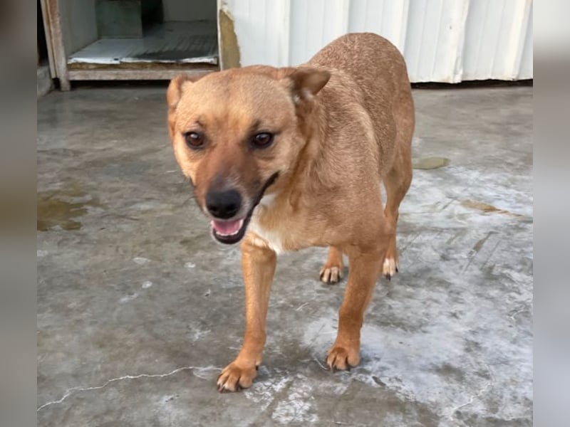 Elly - in Hamburg auf Pflegestelle