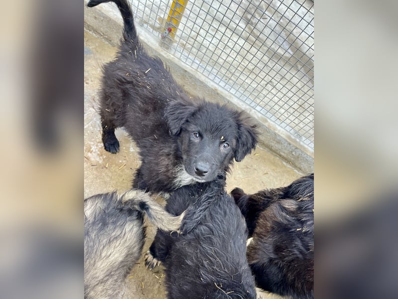 Shaggy - sportlicher, lieber , 3-jähriger Bub