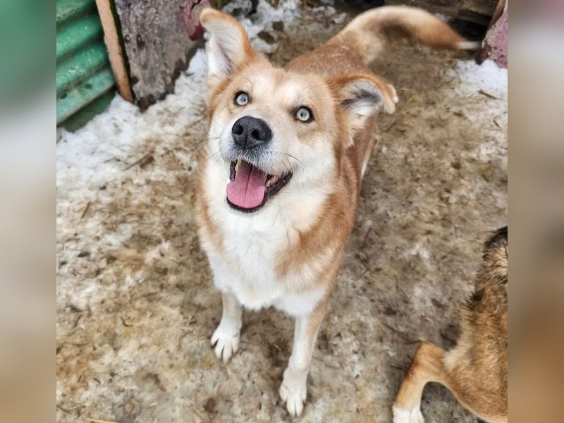 Schmusebacke Ruba - aus der Tötung gerettet