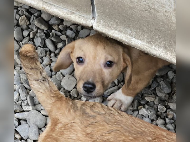 Welpenmädchen Minka sucht Zuhause (D/ LUX/ CH)