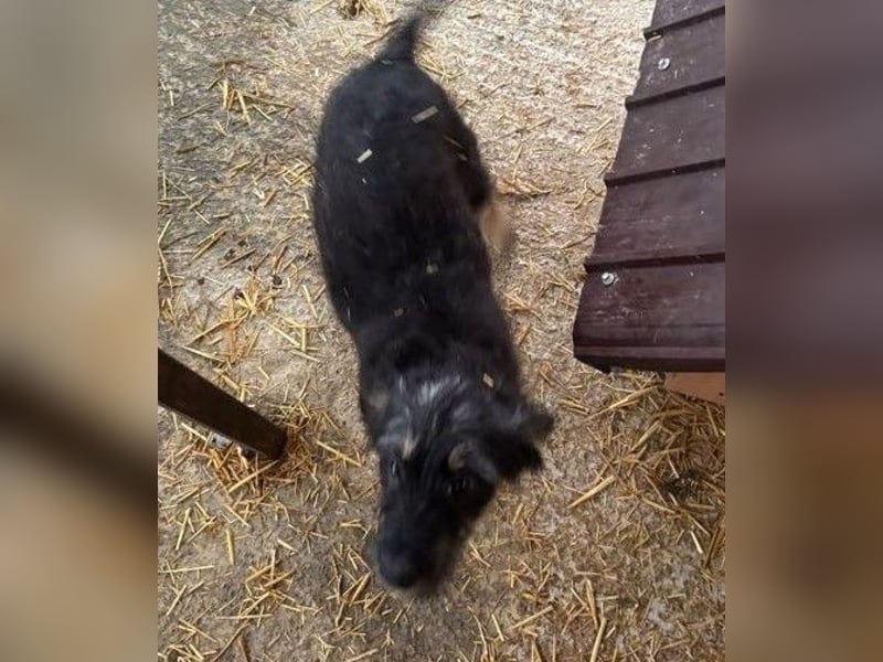 Welpenmädchen Akita sucht eine Familie (deutschlandweit)