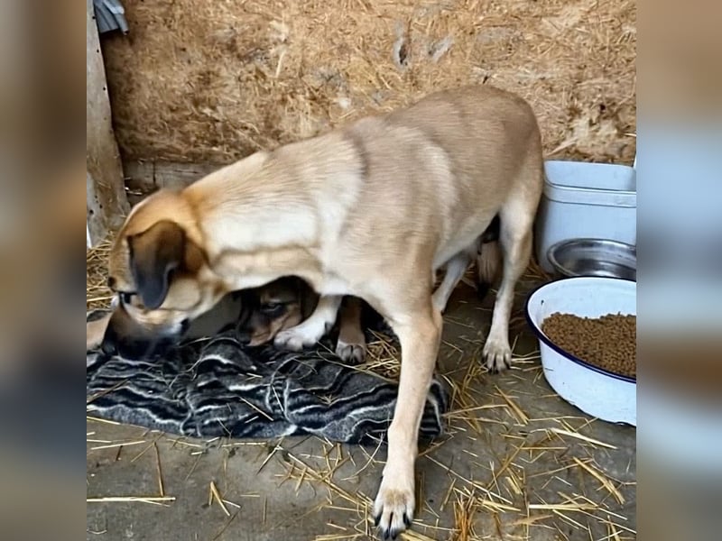 Frida - warmes Körbchen gesucht (deutschlandweit)