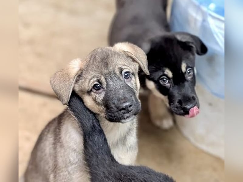 Welpenmädchen Abby sehnt sich nach ihrer Familie