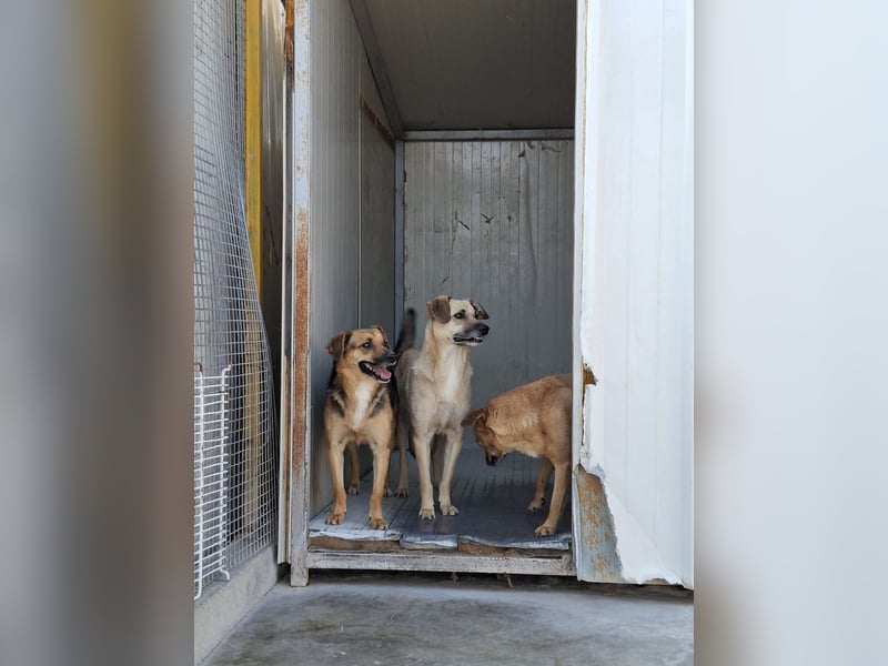 Kiko sucht ein Zuhause