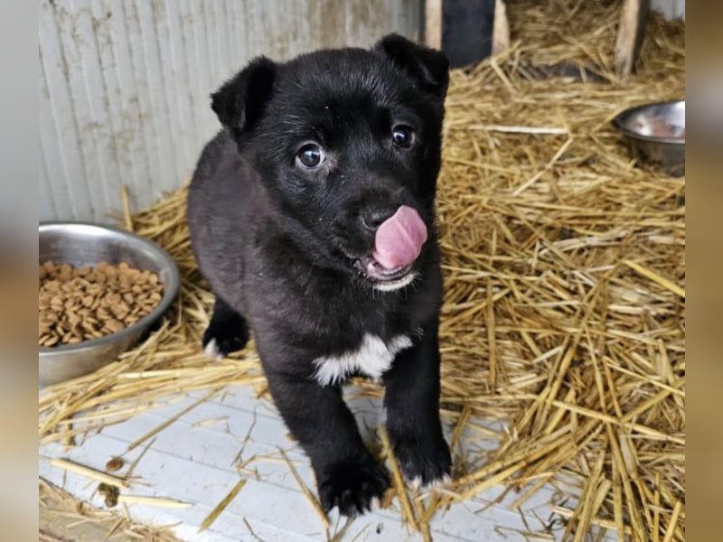 Welpenmädchen Pepper sucht Dosenöffner (D/ LUX/ CH)