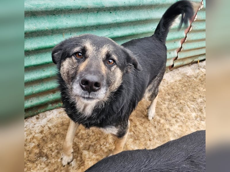 Bounty - sanfte Hündin aus der Tötung sucht Liebe!