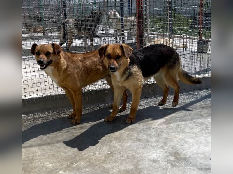 Luna - sanfte, zurückhaltende, junge Hündin sucht „ihre“ Menschen