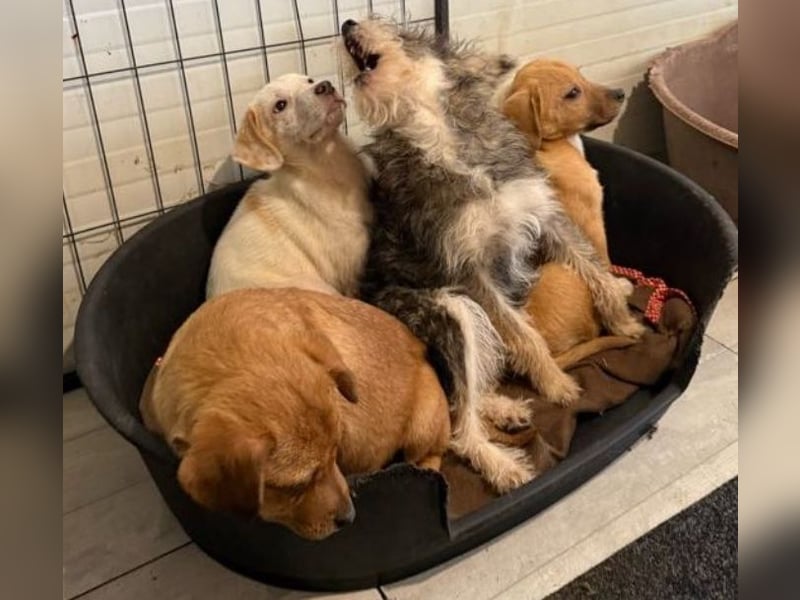 Welpenmädchen Minka sucht Zuhause (D/ LUX/ CH)