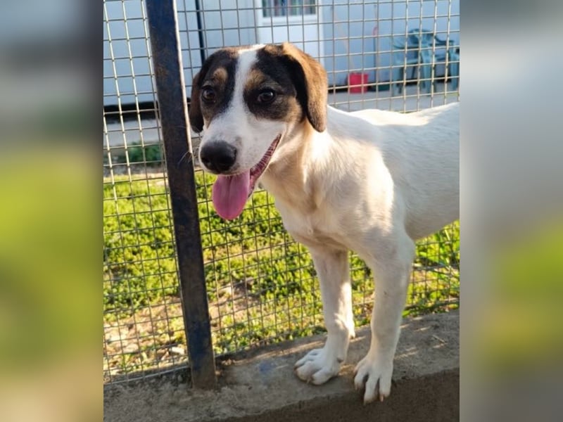 Jampa - lieber, freundlicher Bub!