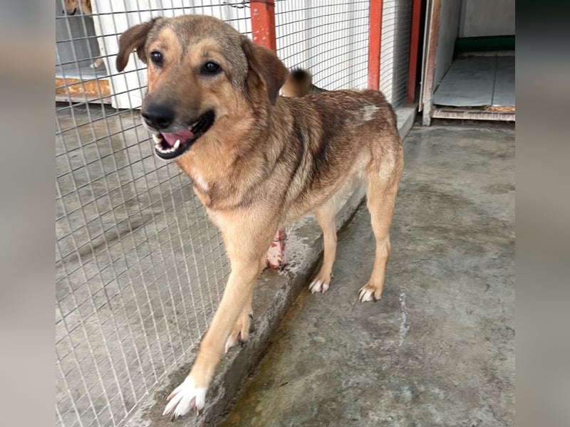 Pebbels - sanfte, liebevolle, treu Hündin (Vermittlung bundesweit)