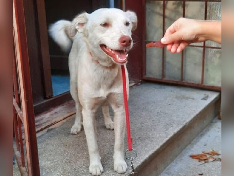 Nelly - freundliche, unkomplizierte Hündin