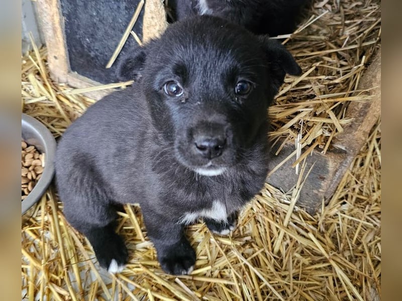 Welpenmädchen Pepper sucht Dosenöffner (D/ LUX/ CH)