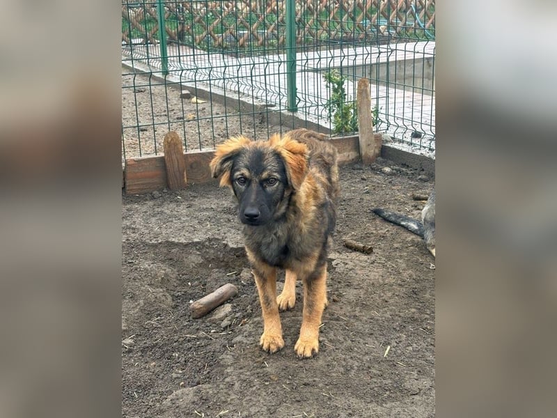 Ayla - sensibles Hundemädchen