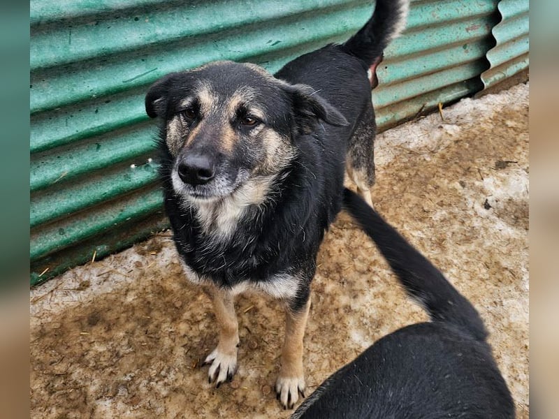 Bounty - sanfte Hündin aus der Tötung sucht Liebe!