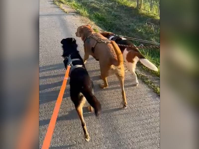 Bobby - auf Pflegestelle in Luxemburg