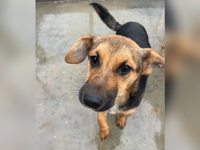 Luna - sanfte, zurückhaltende, junge Hündin sucht „ihre“ Menschen