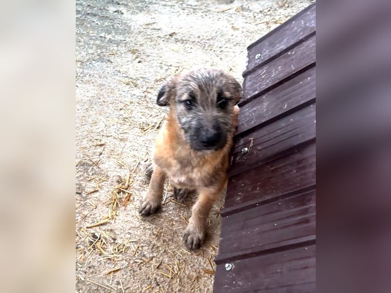 Molly - verspieltes, offenes Welpenmädchen