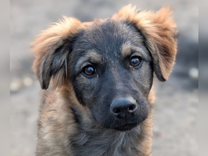 Ayla - sensibles Hundemädchen