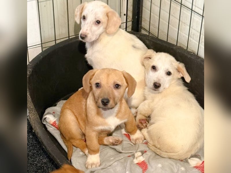 Zurückhaltendes Welpenmädchen Kimby