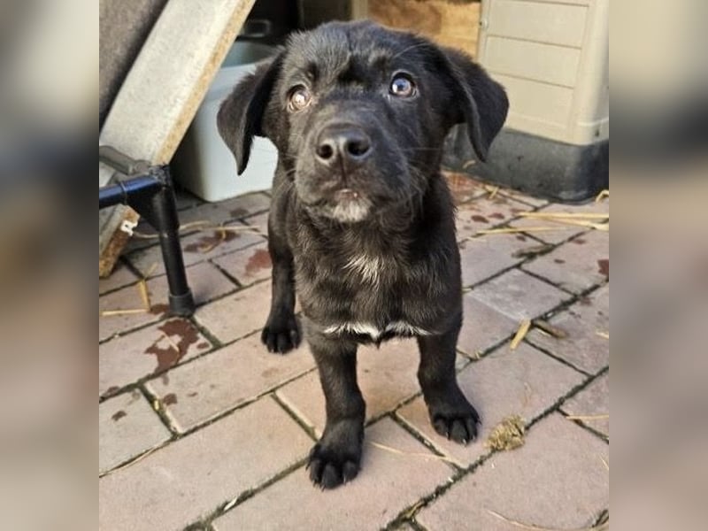 Welpe Tiny sucht seine Menschen (D/CH/LUX)