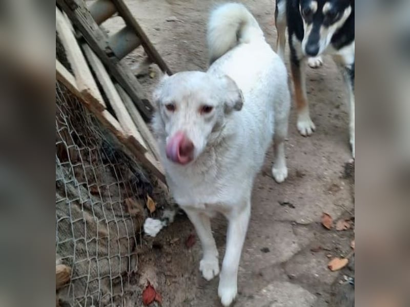 Nelly - freundliche, unkomplizierte Hündin