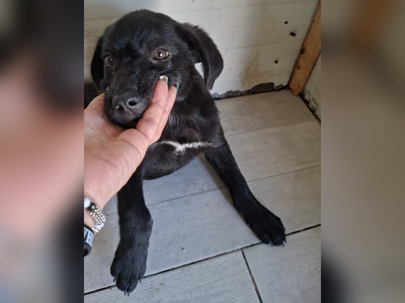 Welpe Tiny sucht seine Menschen (D/CH/LUX)
