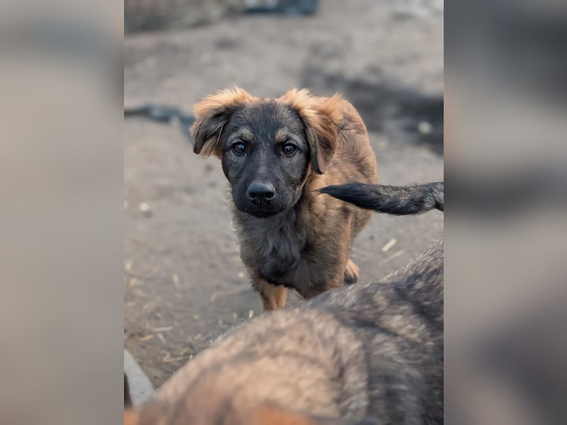 Ayla - sensibles Hundemädchen