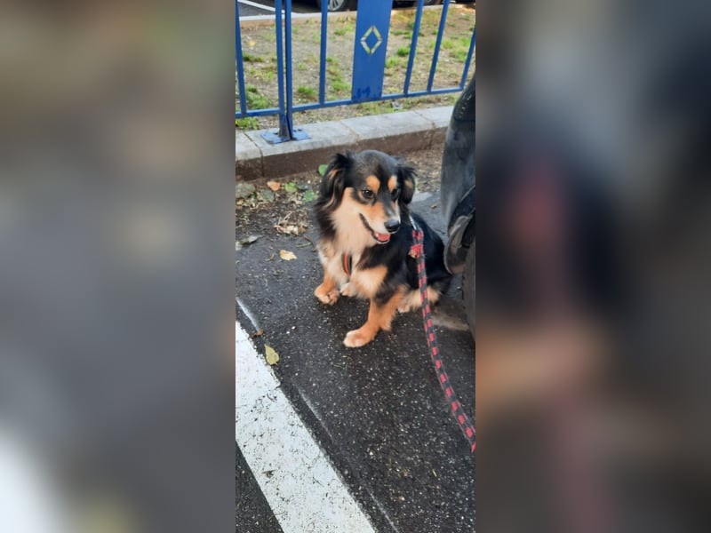 Feinfühliger Begleiter Marty mit großem Herzen