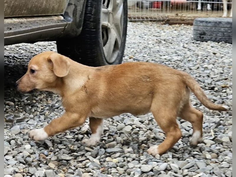 Welpenmädchen Minka sucht Zuhause (D/ LUX/ CH)