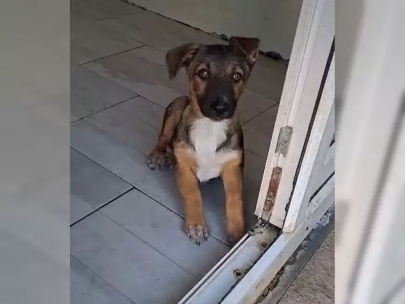 Zuckersüßes Welpenmädchen Caja sucht Zuhause (D/CH/LUX)