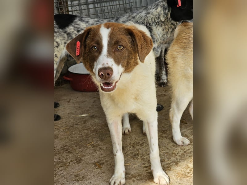 Junghündin Lucy sucht Zuhause (D/CH)
