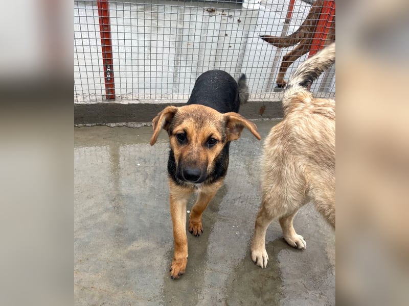 Luna - sanfte, zurückhaltende, junge Hündin sucht „ihre“ Menschen